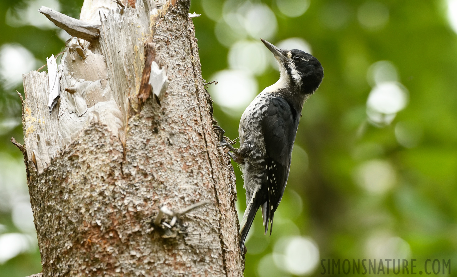 Picoides arcticus [400 mm, 1/640 sec at f / 7.1, ISO 2500]